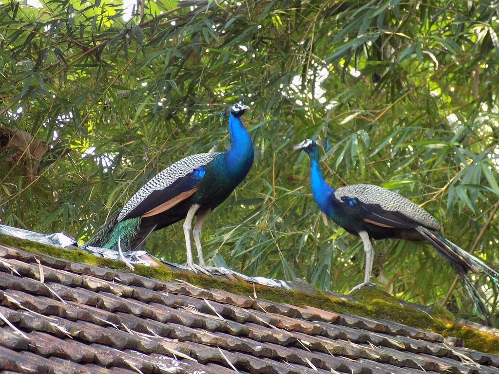 Elphinstone Residency Bed & Breakfast Kochi Bagian luar foto