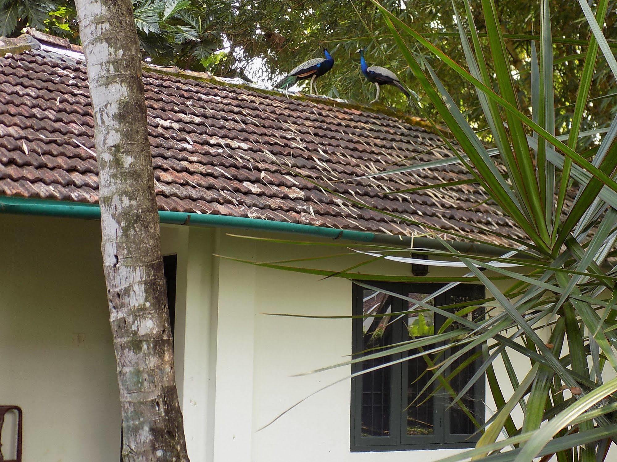 Elphinstone Residency Bed & Breakfast Kochi Bagian luar foto